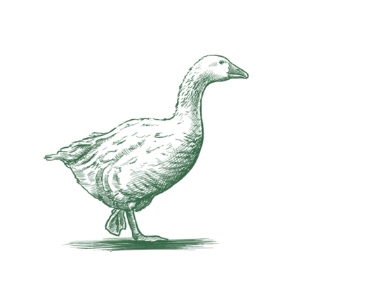 Eine Gans watschelt.